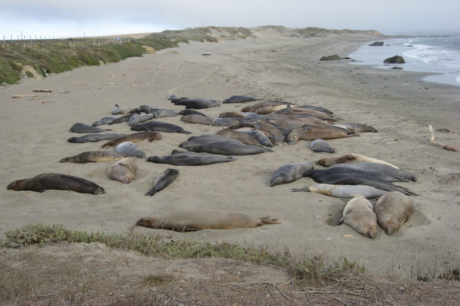 ../image/elephant seals near san simeon 2.jpg